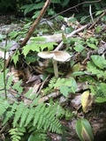 Amanita brunnescens image