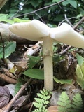 Amanita brunnescens image