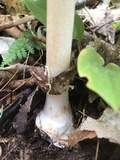 Amanita brunnescens image