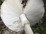 Amanita brunnescens image