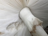 Amanita brunnescens image