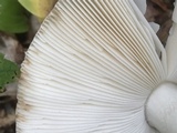 Amanita brunnescens image