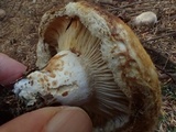 Lactarius scrobiculatus image