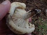 Lactarius scrobiculatus image