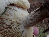 Lactarius scrobiculatus image