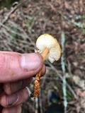 Lepiota castanea image