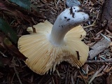 Russula puellaris image