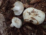 Russula crassotunicata image