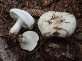 Russula crassotunicata image