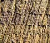 Coniferiporia weirii image