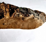 Coniferiporia weirii image