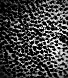 Coniferiporia weirii image