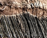 Nigrofomes sinomelanoporus image