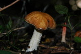 Stropharia hardii image