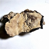 Perenniporia fraxinea image
