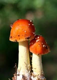 Amanita parcivolvata image