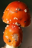 Amanita parcivolvata image