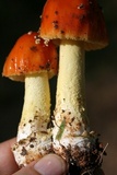Amanita parcivolvata image