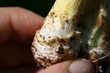 Amanita parcivolvata image