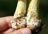 Amanita parcivolvata image