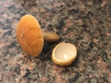 Gyroporus castaneus image