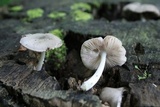 Pluteus americanus image