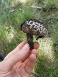 Strobilomyces confusus image
