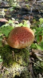 Suillus spectabilis image