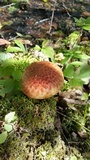 Suillus spectabilis image