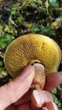 Suillus spectabilis image