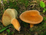 Lactarius volemus image