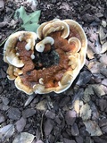Ganoderma sessile image
