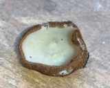 Humaria hemisphaerica image