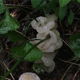 Helvellosebacina concrescens image