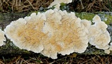 Irpex lacteus image