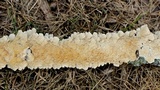 Irpex lacteus image