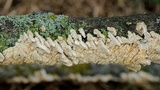 Irpex lacteus image