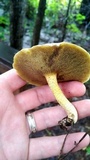 Suillus tomentosus image