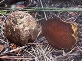Hymenogaster sublilacinus image