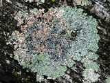 Physcia millegrana image