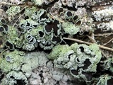 Physcia millegrana image