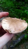 Tylopilus felleus image