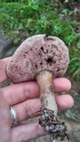 Tylopilus felleus image