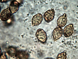 Hymenogaster sublilacinus image