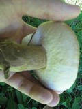 Boletus variipes image