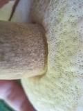 Boletus variipes image