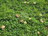 Boletus variipes image