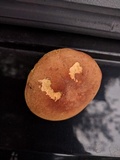 Aureoboletus innixus image