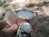 Boletus variipes image