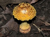 Amanita flavorubens image
